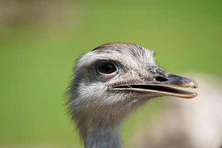 Safari national park wild animal photo