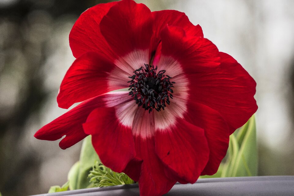 Garden petal outdoors