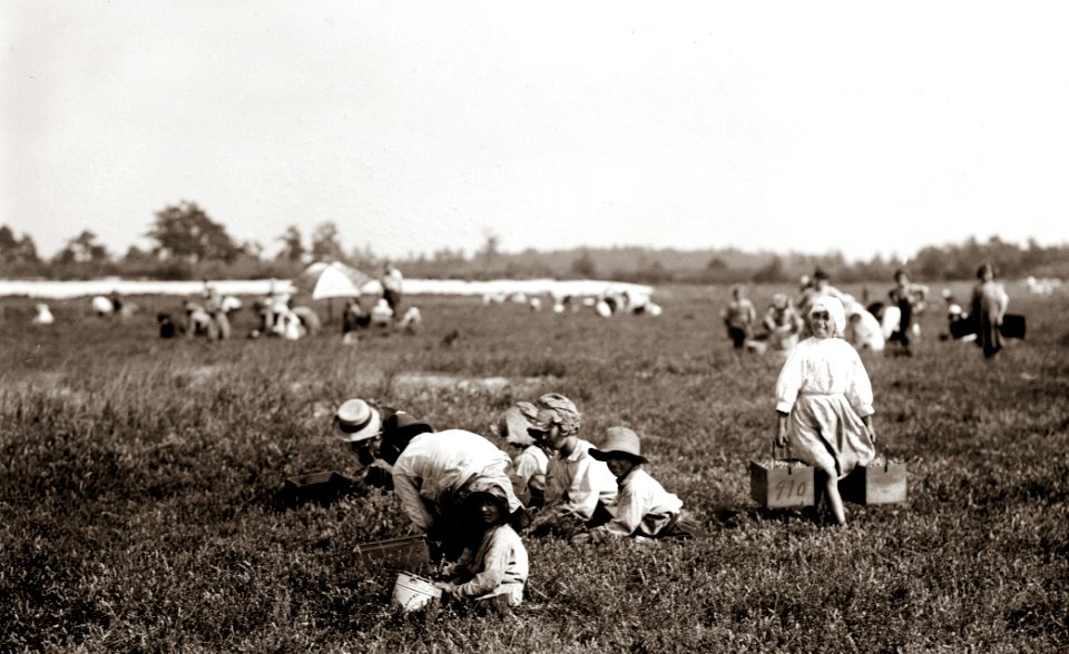 Teresa Lerre, cranberry picker
