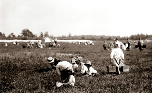 Teresa Lerre, cranberry picker