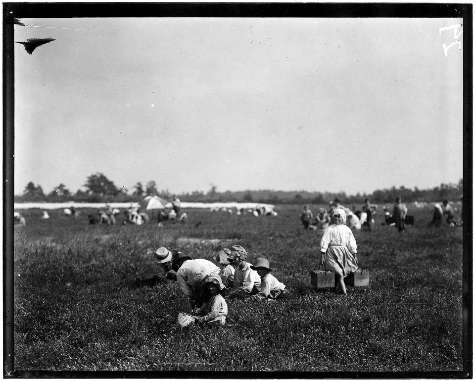 Teresa Lerre, 5 years old, Philadelphia, is a cranberry picker. The father and four children are picking. A carrier... - NARA - 523264
