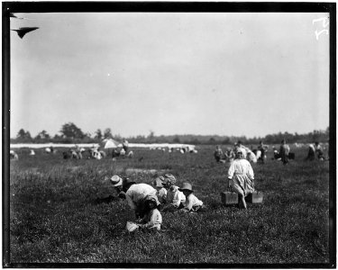Teresa Lerre, 5 years old, Philadelphia, is a cranberry picker. The father and four children are picking. A carrier... - NARA - 523264