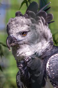 Zoo bird harpy