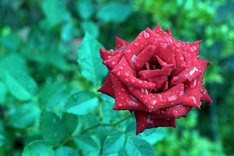Plants nature red