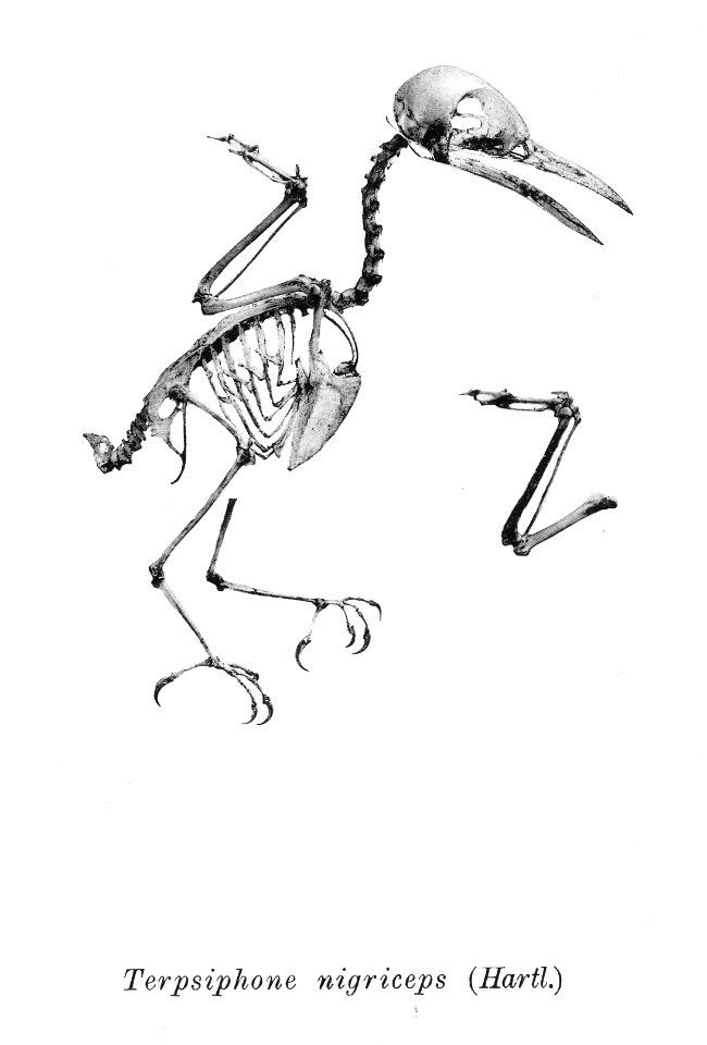 Terpsiphone nigriceps 203