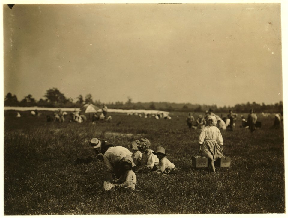 Teresa Lerre, 5 years old, cranberry picker. 1024 S. 9th St., Philadelphia. The father and four children are picking. A 'carrier' may be seen at one side. Whites Bog, Browns Mills, N.J. This LOC nclc.05298
