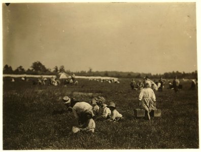 Teresa Lerre, 5 years old, cranberry picker. 1024 S. 9th St., Philadelphia. The father and four children are picking. A 'carrier' may be seen at one side. Whites Bog, Browns Mills, N.J. This LOC nclc.05298