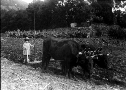 Terra Chã, Quinta de Santa Luzia, 8, Arquivo de Villa Maria, ilha Terceira, Açores