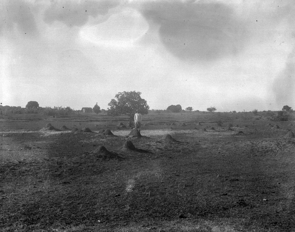 Termitbon i närheten av staden. Mahajanga, Majunga. Madagaskar - SMVK - 021994