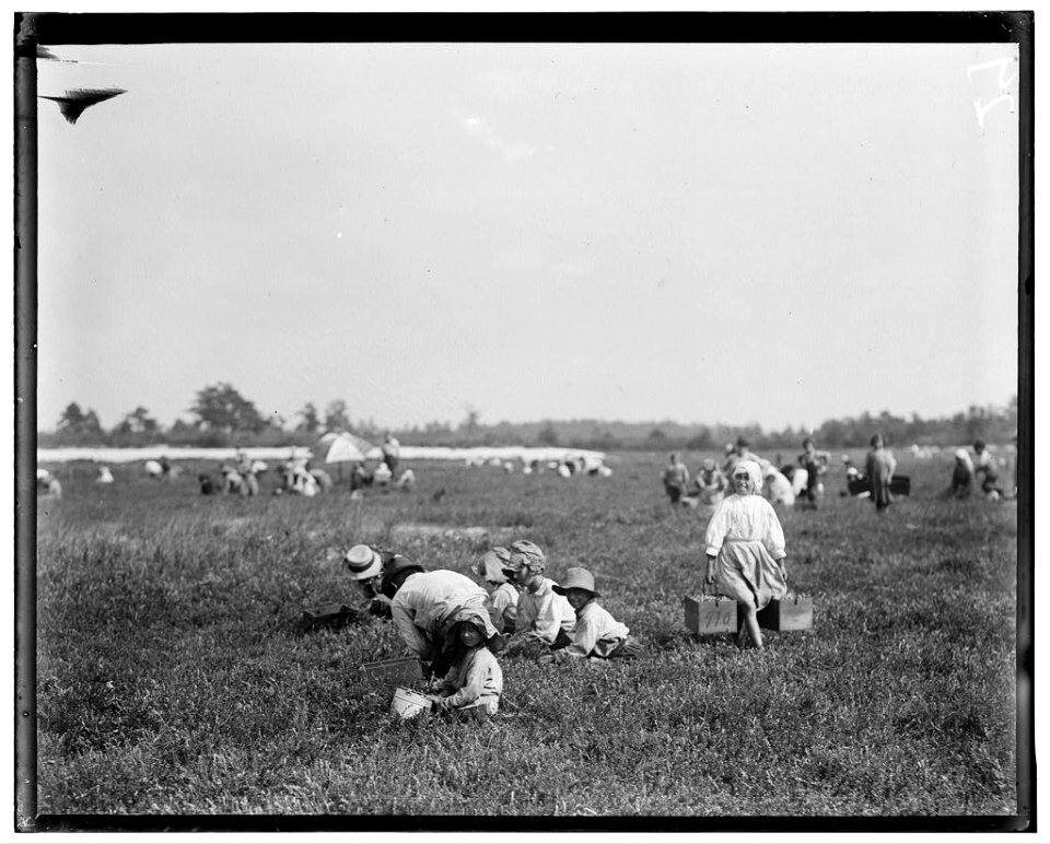 Teresa Lerre, 5 years old, cranberry picker. 1024 S. 9th St., Philadelphia. The father and four children are picking. A 'carrier' may be seen at one side. Whites Bog, Browns Mills, N.J. This LOC nclc.05298