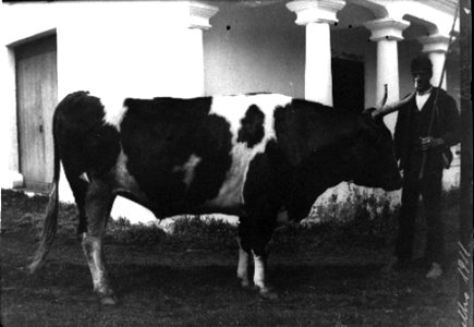 Terra Chã, Quinta de Santa Luzia, 12, Arquivo de Villa Maria, ilha Terceira, Açores