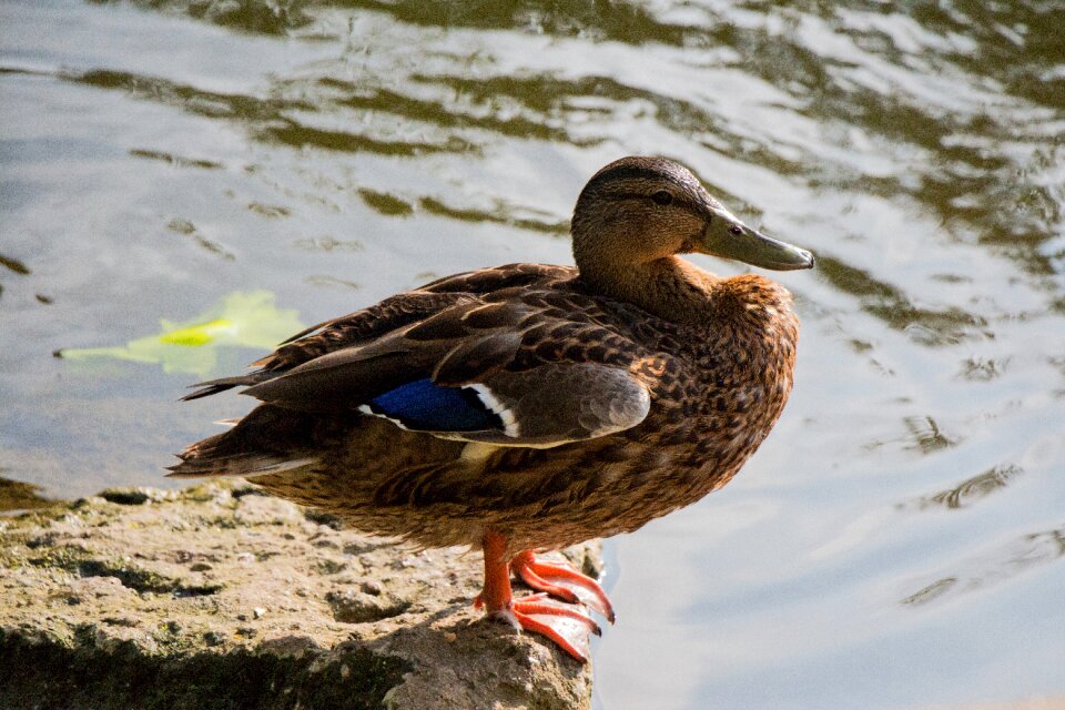Animal water bird pond