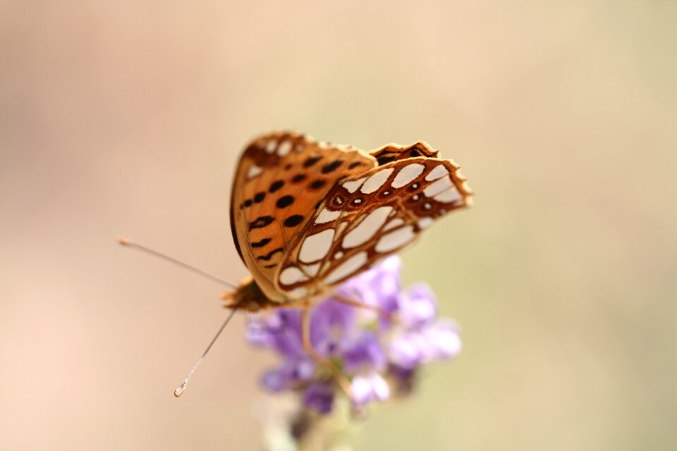 Fly beautiful flowers