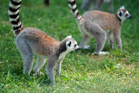 Primates lemur catta cute photo