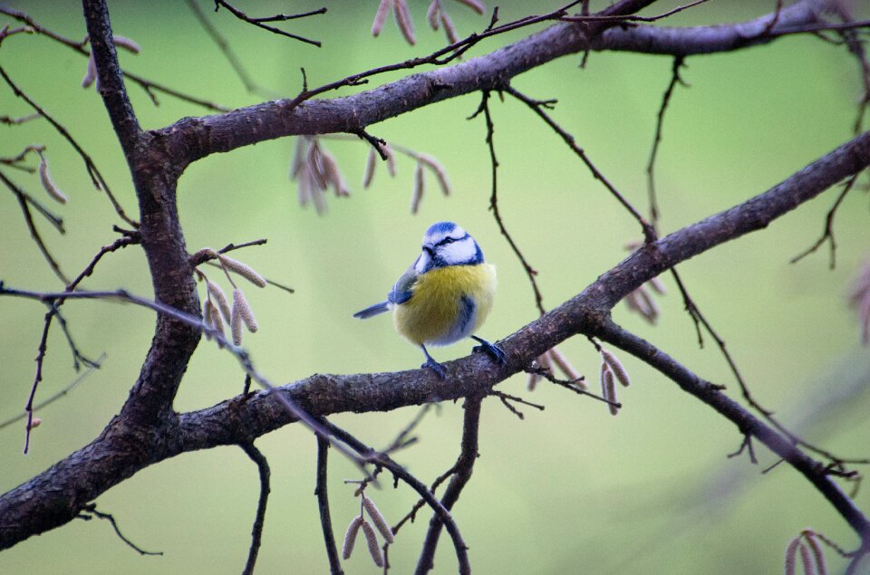 Bird nature tree