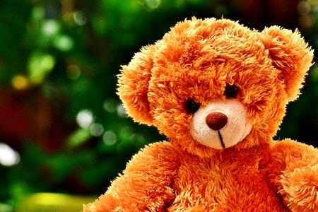 Stuffed animal teddy bear funny photo