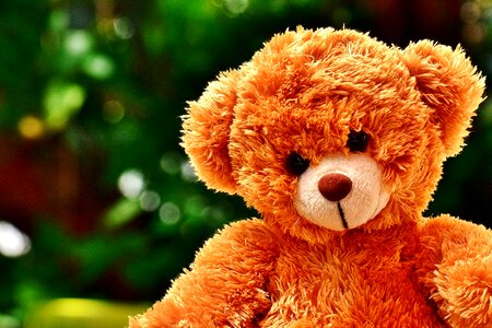 Stuffed animal teddy bear funny