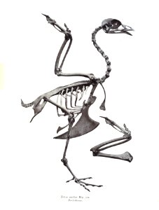 Tetrao medius 51