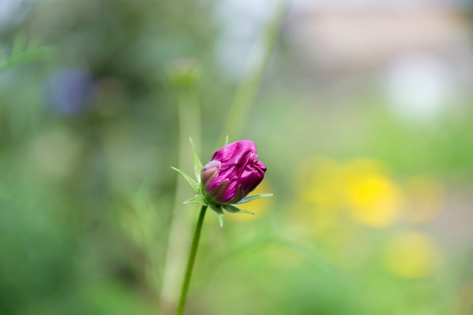 Cosmos nature petals