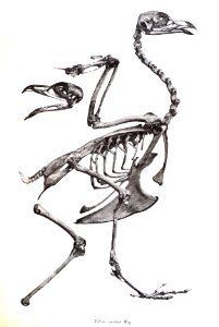 Tetrao medius 49
