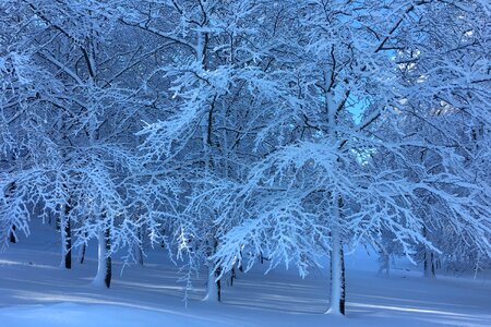 Season frost bøkeskogen photo