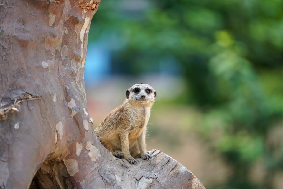 Nature mammal funny
