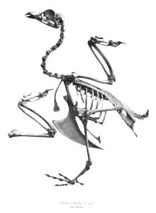 Tetrao urogallus 52