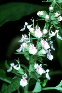 Teucrium canadense NRCS-1