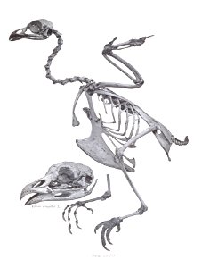 Tetrao tetrix 16