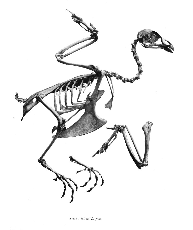 Tetrao tetrix 102