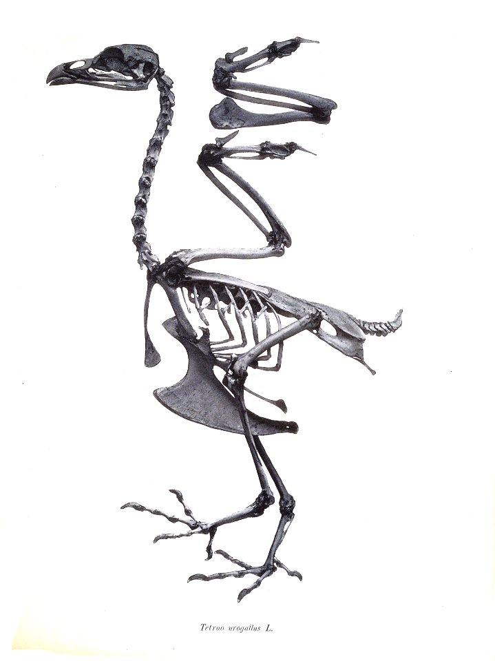 Tetrao urogallus 48