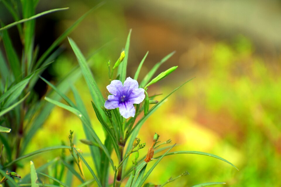 Chinese violet asystasia funnel shaped