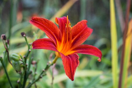 Nature flower of course garden photo