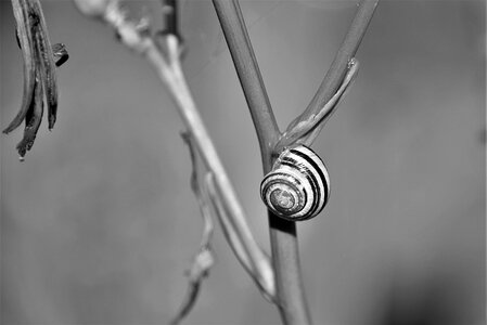 Garden snail snail shell nature photo