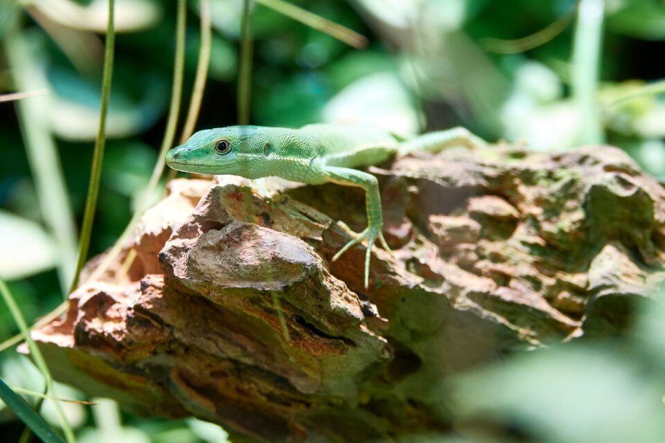 Close up zoo insect eater