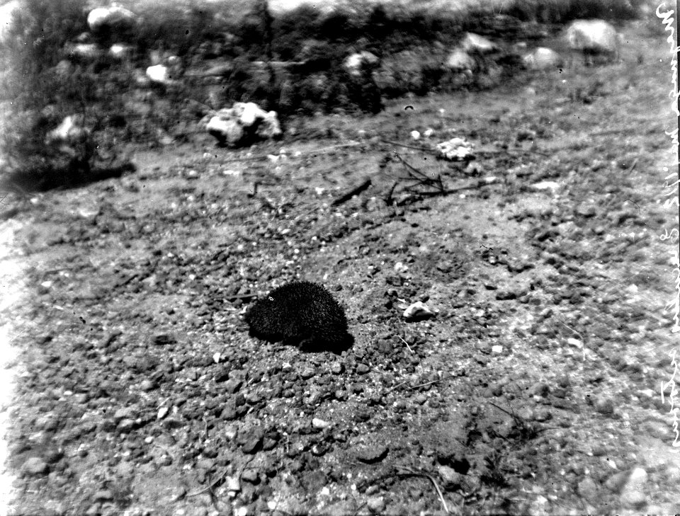 Text, Neg.nr - SMVK - 021727