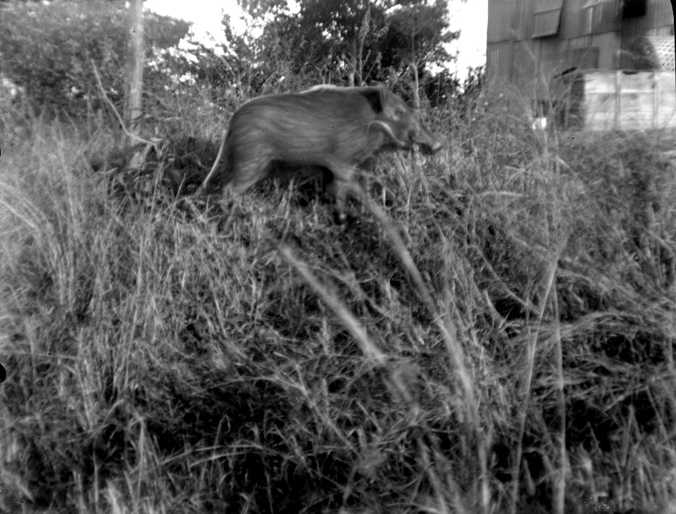 Text, Neg. 13734 Kaudern Suddigt svin i buskage Bild 21736 . Madagaskar - SMVK - 021736