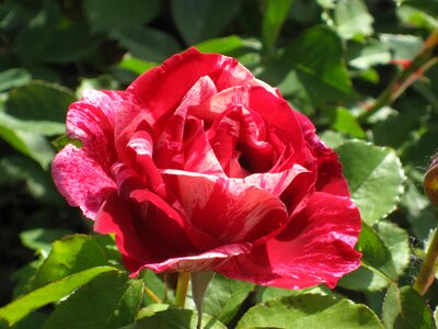 Bloom pink rose flower
