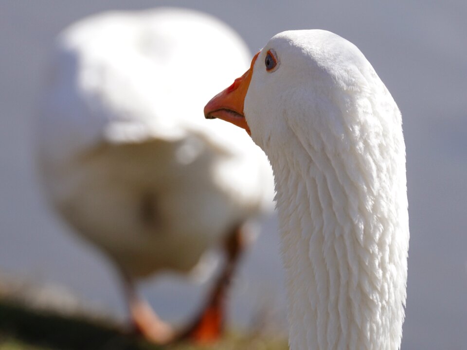 Domestic goose geese feather