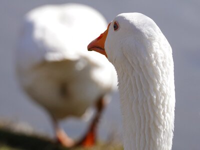 Domestic goose geese feather