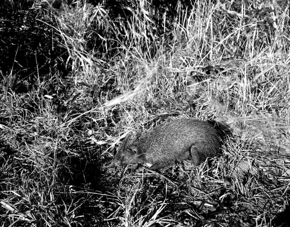 Text, Neg 13733 Kaudern Centetes q 4.7.1912 Majunga Bild 21735 . Mahajanga. Madagaskar - SMVK - 021735