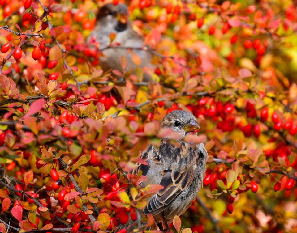 Sparrows berries food