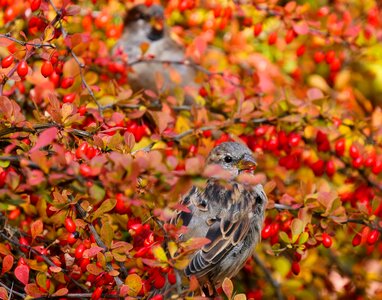 Sparrows berries food