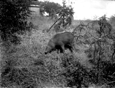 Text, Neg.nr 13723 Bild nr 21725 Kaudern (vildsvin). Madagaskar - SMVK - 021725