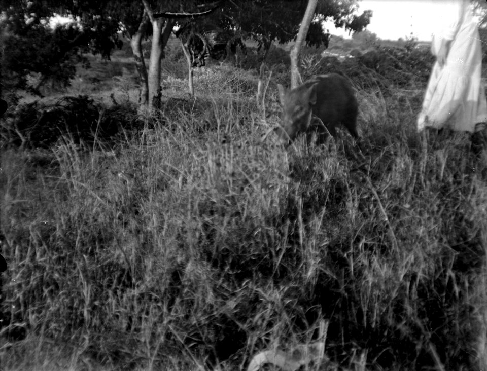 Text, Neg 13735 Kaudern Suddigt svin Bild 21737 . Madagaskar - SMVK - 021737 photo