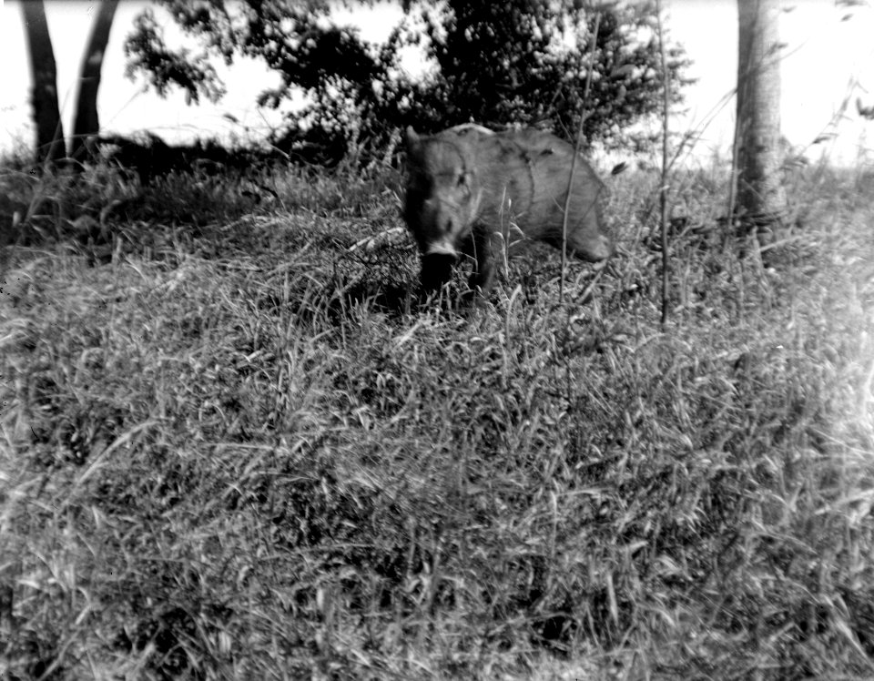 Text, Neg.nr 13712 Bild nr, 21714 Kaudern (vildsvin). Madagaskar - SMVK - 021714