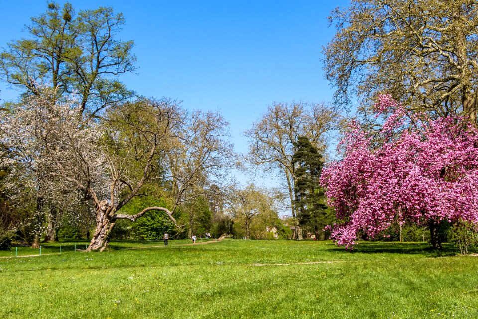 Flower tree summer