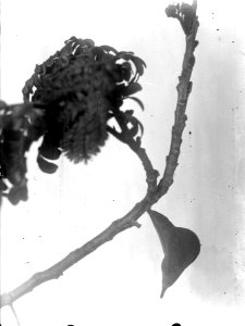 Text, Neg.nr 13713 Bild.nr 21715 Kaudern (blomma). Madagaskar - SMVK - 021715 photo