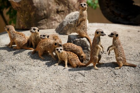 Meerkat supervisor guard