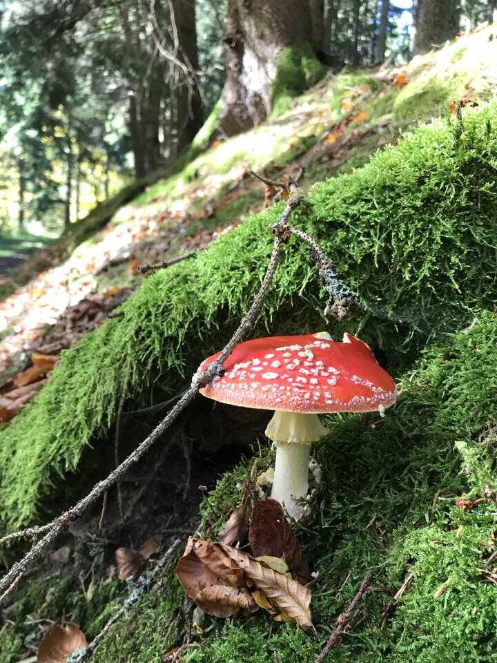 Mushroom moss nature